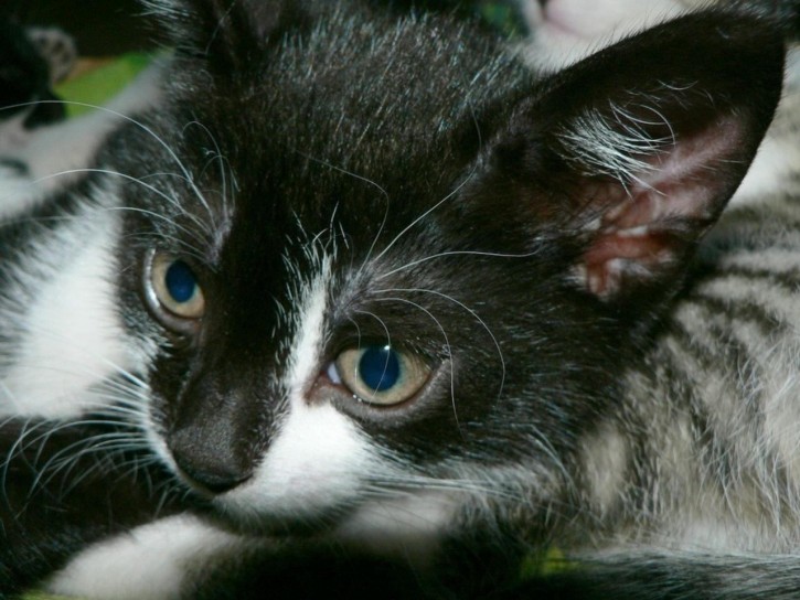 cute-kitten-007