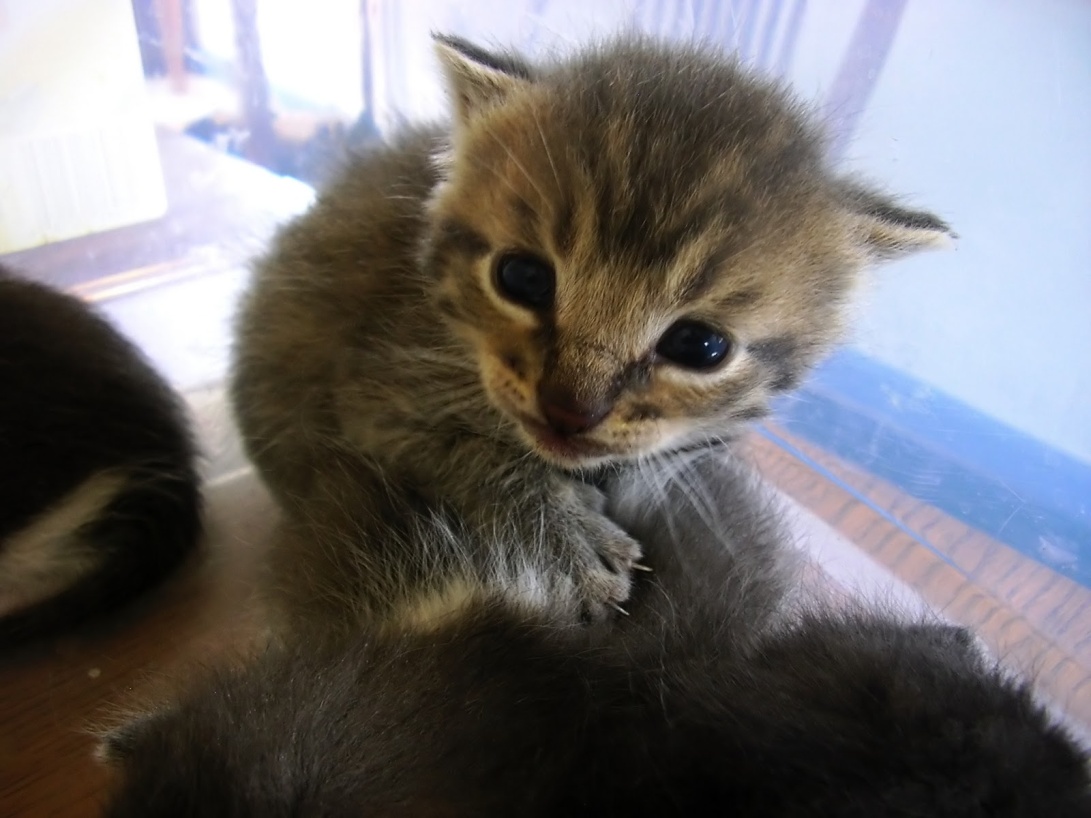 cute-kitten-013