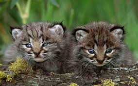 cute-kittens-014