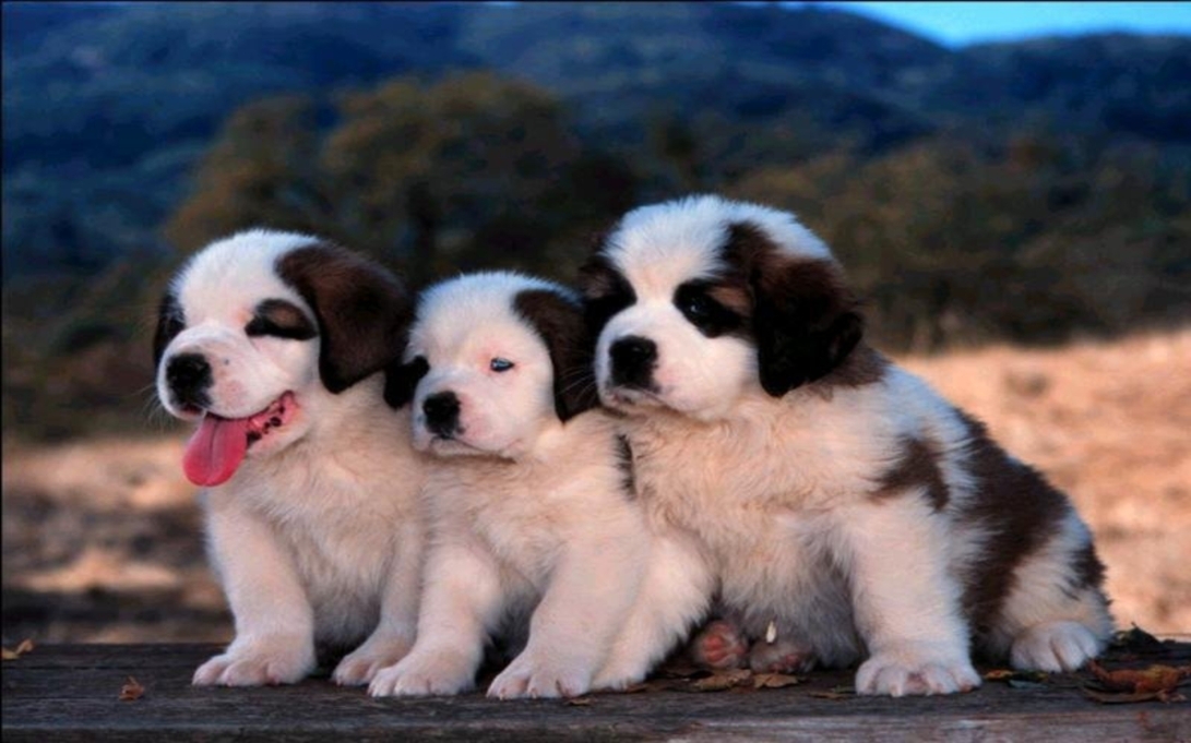 cute-puppies-015-st-bernard-trioz