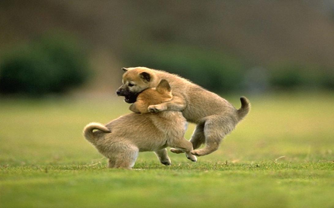 cute-puppies-030-jumping-action