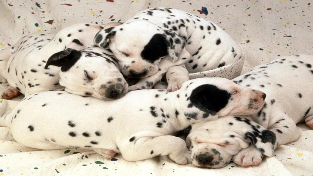 cute-puppies-031-dalmations-sleeping