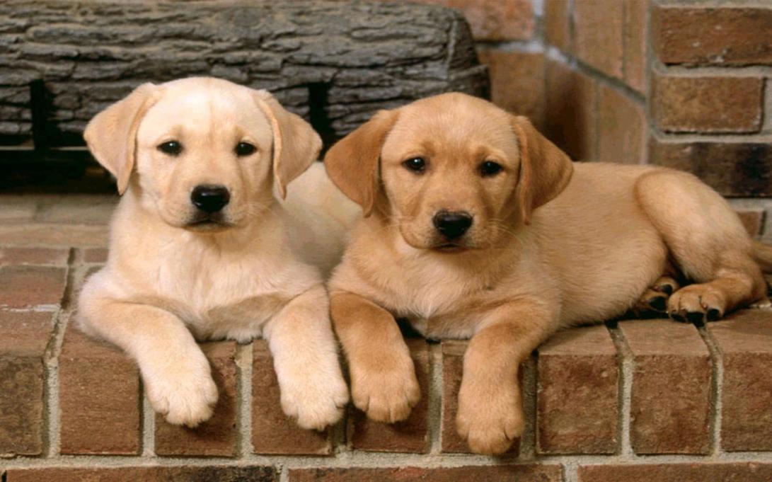 cute-puppies-032-golden-labrador-pair
