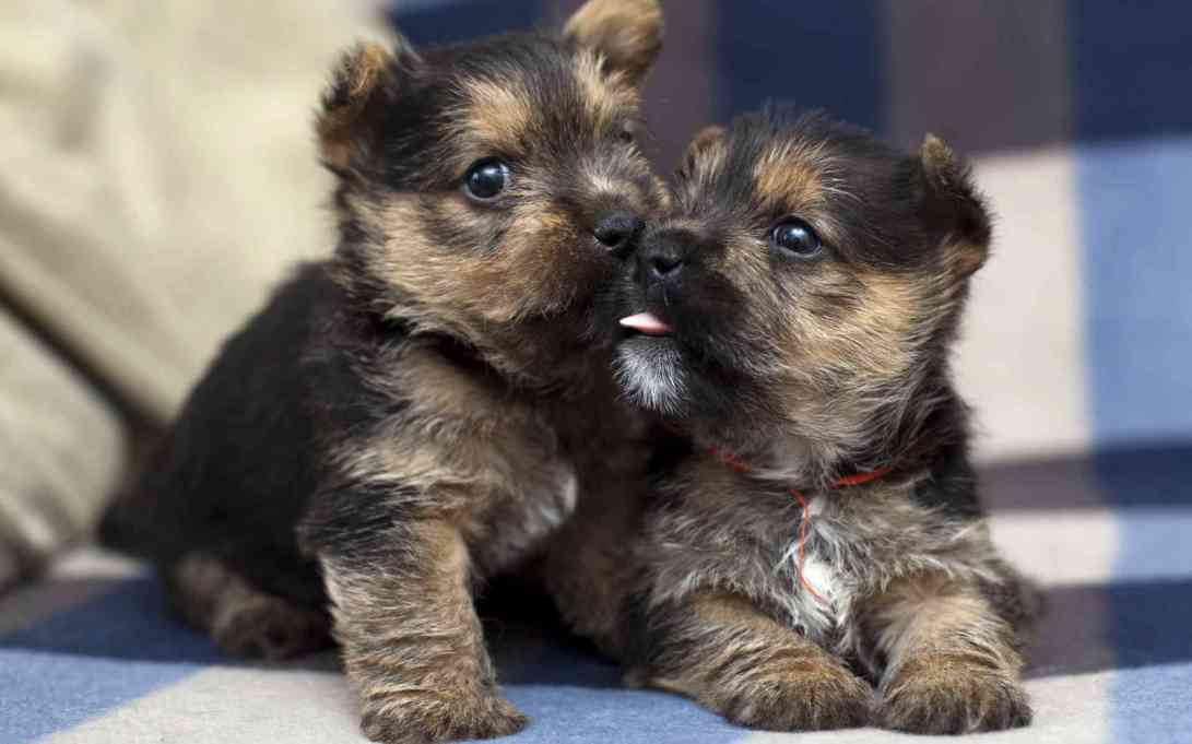 cute-puppies-033-terrier-pair