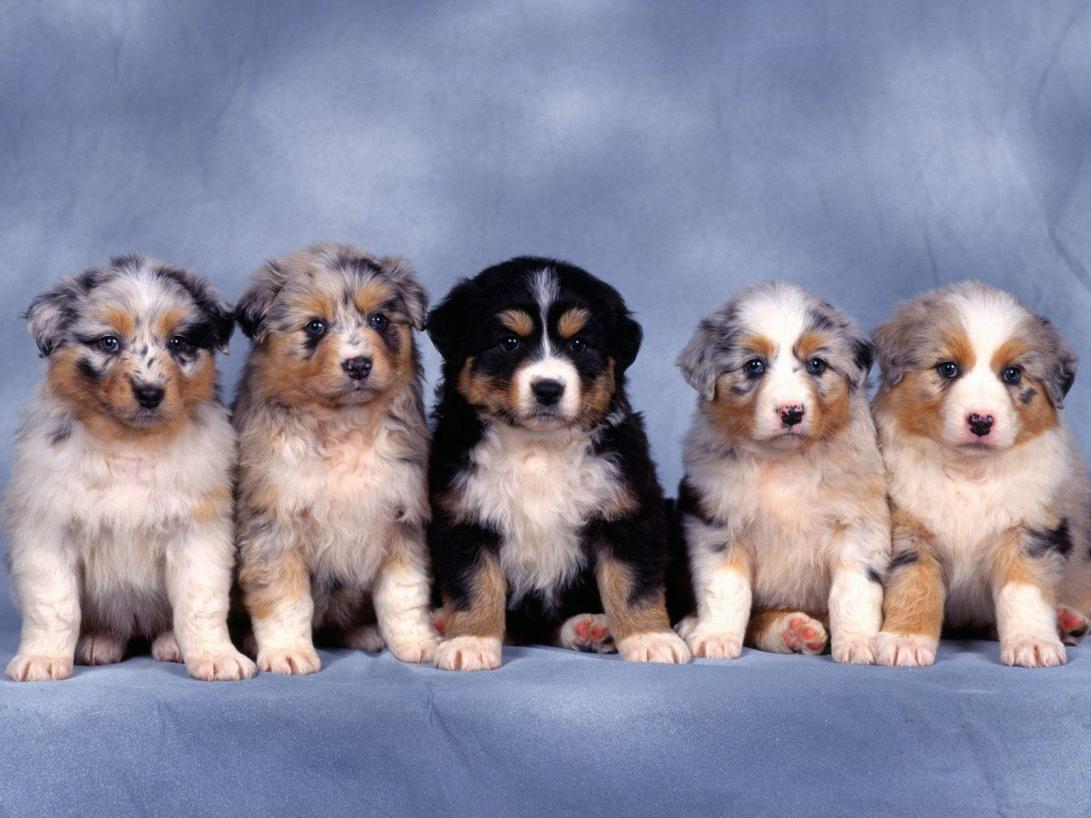 cute-puppies-035-shepherds