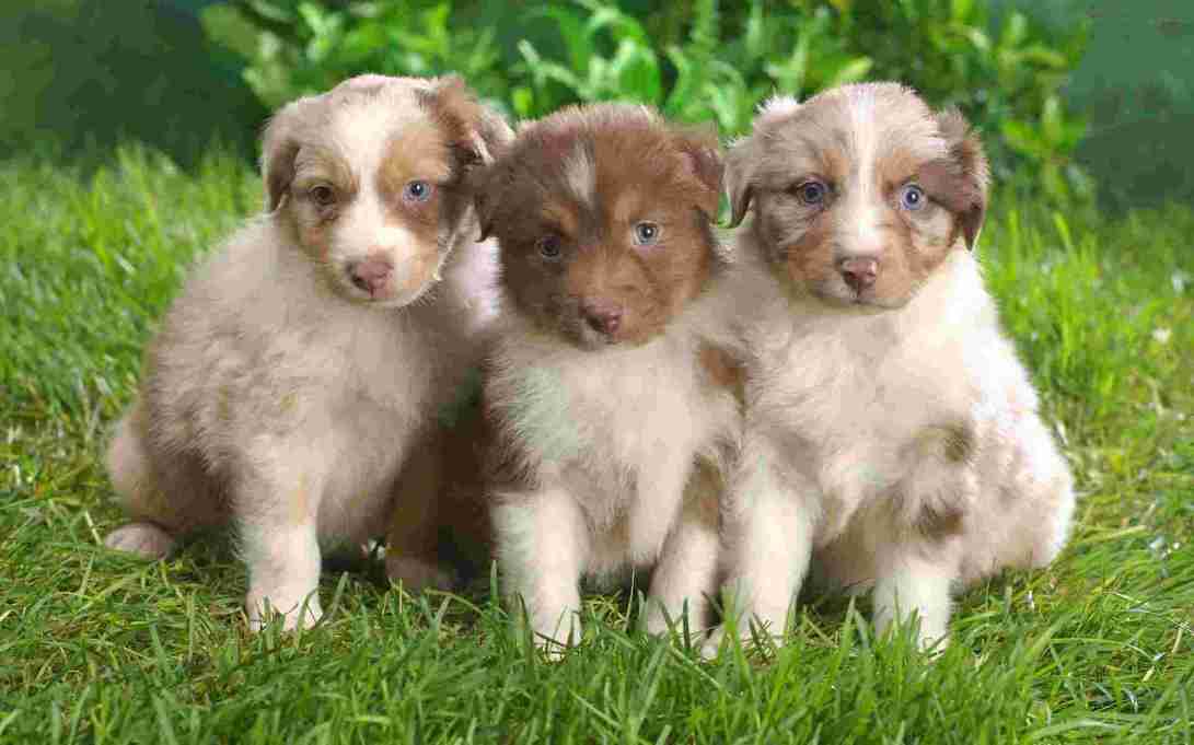 cute-puppies-036