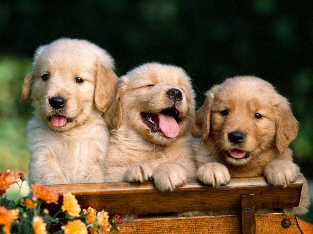 cute-puppy-026-golden-trio-tub