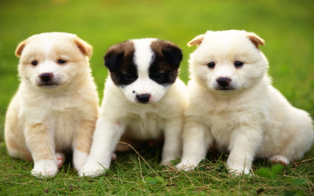 cute-puppy-027-trio