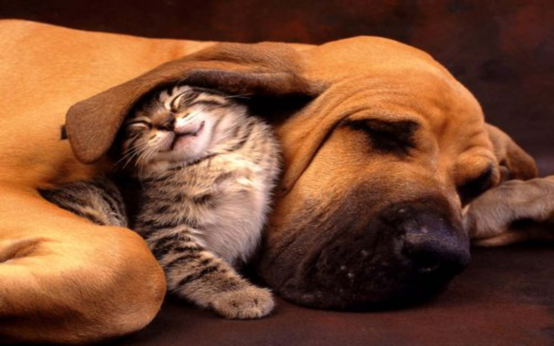 kitten sleeping under napping bloodhound ear
