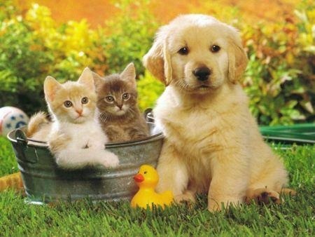 kittens and a very adorable golden puppy