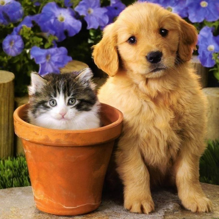 retriever puppy and flower pot kitten